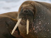 Odobenus rosmarus 4, Walrus, Saxifraga-Bart Vastenhouw