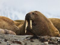 Odobenus rosmarus 44, Walrus, Saxifraga-Bart Vastenhouw