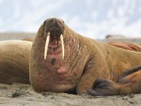 Odobenus rosmarus 49, Walrus, Saxifraga-Bart Vastenhouw