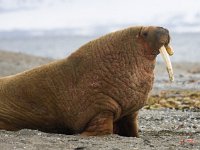 Odobenus rosmarus 53, Walrus, Saxifraga-Bart Vastenhouw