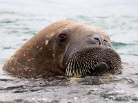 Odobenus rosmarus 72, Walrus, Saxifraga-Bart Vastenhouw