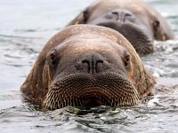 Odobenus rosmarus 74, Walrus, Saxifraga-Bart Vastenhouw