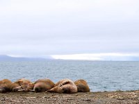 Odobenus rosmarus 75, Walrus, Saxifraga-Bart Vastenhouw