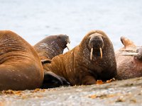 Odobenus rosmarus 82, Walrus, Saxifraga-Bart Vastenhouw