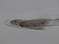 Ondatra zibethicus 13, Muskusrat, Saxifraga-Luuk Vermeer