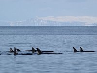 Orcinus orca 17, Orca, Saxifraga-Bart Vastenhouw