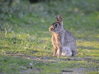 Oryctolagus cuniculus 36, Konijn, Saxifraga-Luuk Vermeer