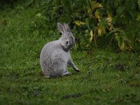 Oryctolagus cuniculus 41, Konijn, Saxifraga-Luuk Vermeer