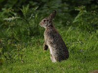 Oryctolagus cuniculus 44, Konijn, Saxifraga-Luuk Vermeer