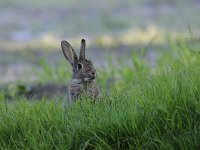 Oryctolagus cuniculus 59, Konijn, Saxifraga-Luuk Vermeer