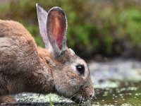 Oryctolagus cuniculus 61, Konijn, Saxifraga-Luuk Vermeer