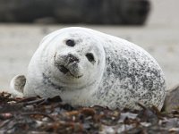 Phoca vitulina 17, Gewone zeehond, Saxifraga-Bart Vastenhouw