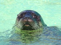 Phoca vitulina 35, Gewone zeehond, Saxifraga-Bart Vastenhouw