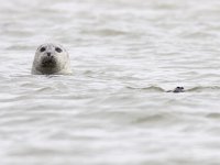 Phoca vitulina 55, Gewone zeehond, Saxifraga-Mark Zekhuis