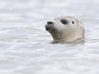 Phoca vitulina 57, Gewone zeehond, Saxifraga-Mark Zekhuis