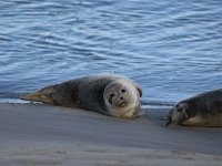 Phoca vitulina 88, Gewone Zeehond, Saxifraga-Peter Meininger