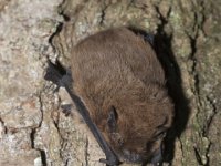 Pipistrellus nathusii 2, Ruige dwergvleermuis, Saxifraga-Mark Zekhuis