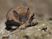 Pipistrellus nathusii 3, Ruige dwergvleermuis, Saxifraga-Mark Zekhuis