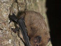 Pipistrellus nathusii 6, Ruige dwergvleermuis, Saxifraga-Mark Zekhuis