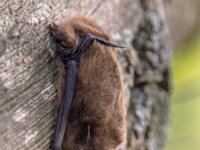 Nathusius pipistrelle bat on bark of tree  Nathusius' pipistrelle (Pipistrellus nathusii) resting on tree. This is a small migratory bat in the pipstrelle genus. Large flocks travel from northern to southern Europe every spring and autumn. : Pipistrelle, Protection, animal, background, bark, bat, bats, biology, brown, close, cute, day, europe, eye, fauna, flying, forest, free, fun, fur, hair, halloween, head, insectivorous, life, little, lovely, mammal, migration, migratory, moving, nathusii, nathusius, nature, nocturnal, one, outdoors, pipistrelles, pipistrellus, predator, single, sky, small, tree, up, vertical, wild, wildlife, wing, wooden