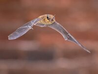 Flying Pipistrelle bat isolated on brick wall  Pipistrelle bat (Pipistrellus pipistrellus) flying on attic of house on brick wall background in darkness. This species is know for roosting and living in urban areas in Europe and Asia. : Netherlands, Pipistrelle, action, air, animal, attic, background, barn, bat, black, brick, brown, building, ceiling, closeup, common, dark, darkness, ears, echolocate, echolocation, europe, european, fauna, fly, flying, halloween, insectivore, insectivorous, isolated, life, loft, mammal, mid, motion, nathusius, nature, night, nocturnal, pipistrellus, pipstrellus, predator, small, sonar, urban, wall, wild, wildlife, wings
