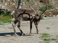 Rangifer tarandus 14, Rendier, Saxifraga-Willem van Kruijsbergen