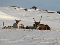 Rangifer tarandus 37, Rendier, Saxifraga-Bart Vastenhouw