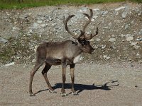 Rangifer tarandus 6, Rendier, Saxifraga-Willem van Kruijsbergen