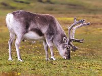 Rangifer tarandus platyrhynchus 52, Svalbard rendier, Saxifraga-Bart Vastenhouw