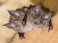 Two Greater horseshoe bat  Two greater horseshoe bat (Rhinolophus ferrumequinum) occurs in Europe, Northern Africa, Central Asia and Eastern Asia. It is the largest of the horseshoe bats in Europe and is thus easily distinguished from other species. : Greater, animal, awake, background, barn, bat, black, brown, building, cave, cevennes, closeup, colony, contact, dark, down, ear, ecosystem, europe, european, eye, face, fauna, ferrumequinum, flying, france, hanging, head, hoefijzerneus, horseshoe, long, looking, mammal, membranes, nature, night, nocturnal, nose, portrait, rare, rhinolophus, rock, two, upside, upside-down, wild, wildlife, wood, wooden