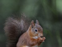 Sciurus vulgaris 101, Eekhoorn, Saxifraga-Luuk Vermeer