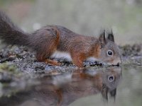 Sciurus vulgaris 107, Eekhoorn, Saxifraga-Luuk Vermeer