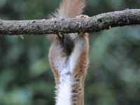 Sciurus vulgaris 110, Eekhoorn, Saxifraga-Luuk Vermeer