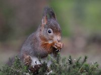 Sciurus vulgaris 118, Eekhoorn, Saxifraga-Luuk Vermeer