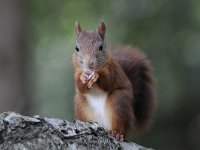 Sciurus vulgaris 128, Eekhoorn, Saxifraga-Luuk Vermeer