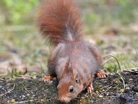 Sciurus vulgaris 133, Eekhoorn, Saxifraga-Luuk Vermeer