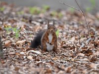 Sciurus vulgaris 135, Eekhoorn, Saxifraga-Luuk Vermeer