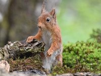 Sciurus vulgaris 147, Eekhoorn, Saxifraga-Luuk Vermeer