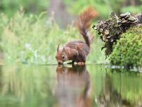 Sciurus vulgaris 151, Eekhoorn, Saxifraga-Luuk Vermeer