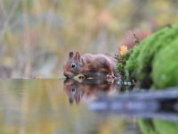 Sciurus vulgaris 154, Eekhoorn, Saxifraga-Luuk Vermeer