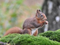 Sciurus vulgaris 158, Eekhoorn, Saxifraga-Luuk Vermeer