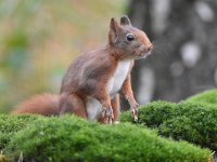 Sciurus vulgaris 159, Eekhoorn, Saxifraga-Luuk Vermeer