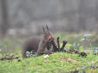 Sciurus vulgaris 166, Eekhoorn, Saxifraga-Luuk Vermeer