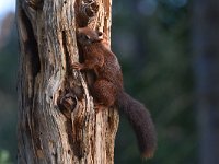 Sciurus vulgaris 168, Eekhoorn, Saxifraga-Luuk Vermeer