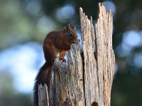 Sciurus vulgaris 171, Eekhoorn, Saxifraga-Luuk Vermeer