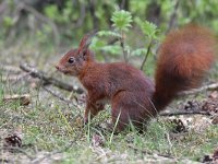 Sciurus vulgaris 172, Eekhoorn, Saxifraga-Luuk Vermeer