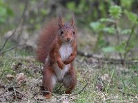 Sciurus vulgaris 173, Eekhoorn, Saxifraga-Luuk Vermeer