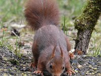 Sciurus vulgaris 176, Eekhoorn, Saxifraga-Luuk Vermeer