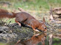 Sciurus vulgaris 178, Eekhoorn, Saxifraga-Luuk Vermeer