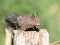 Sciurus vulgaris 190, Eekhoorn, Saxifraga-Luuk Vermeer